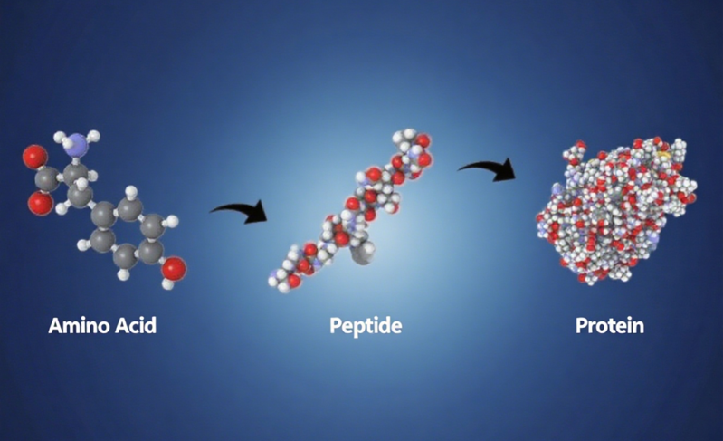 控糖又抗老的“小分子魔术师”：功能肽到底有多能？